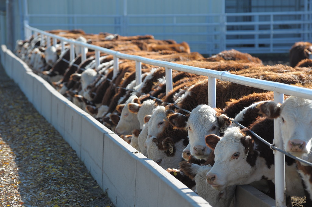 Beef industry: Cattle on feed